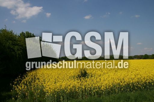 Rapsfeld_3050.jpg